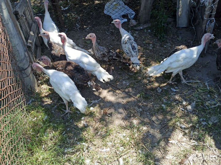 Индюки индюшата домашние