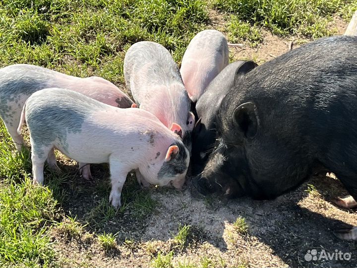 Вьетнамские вислобрюхие поросята