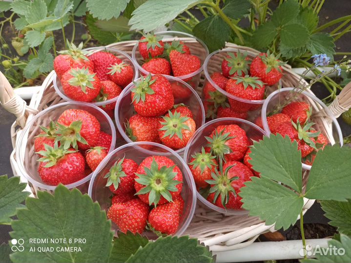 Домашняя (своя), вкуснейшая, отборная клубника