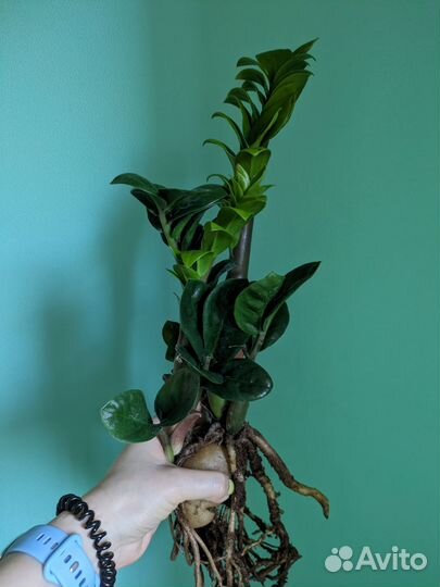 Замиокулькас зензи