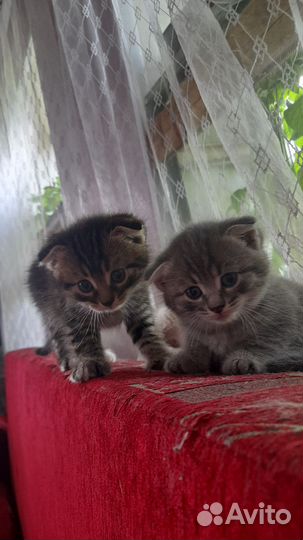 Шотландская вислоухая кошка,сиамская пушистая