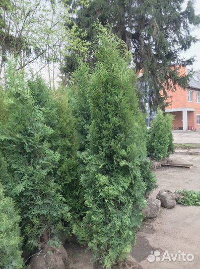 Туя брабант 1 м