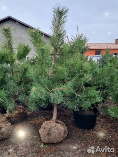 Саженцы черной сосны