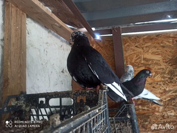 Продам голубей Свердловские
