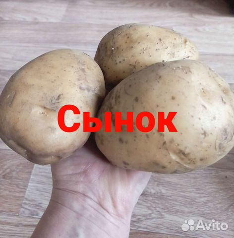 Семенной картофель Сынок Шарвари пирошкаСарпо мира