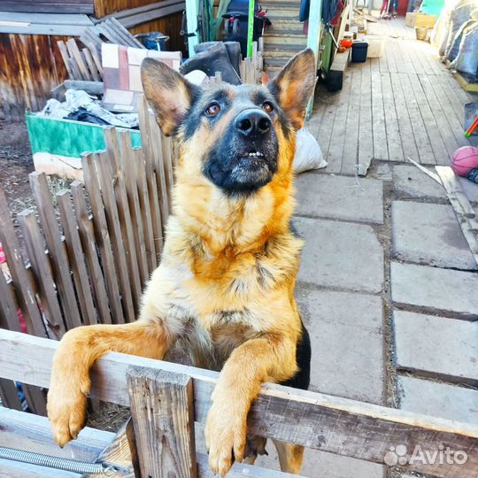 Немецкая овчарка