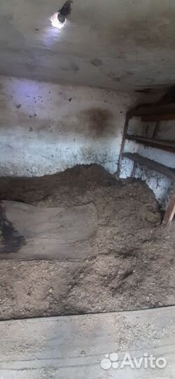 Конский навоз бесплатно