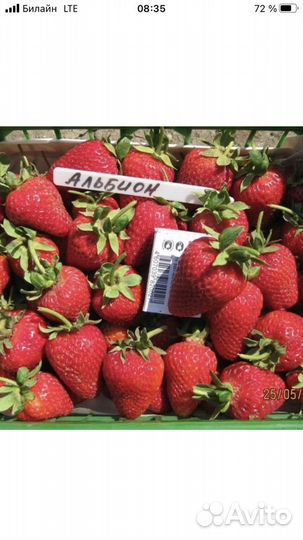 Альбион.ремонтантная клубника