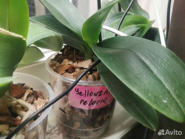 Орхидея фаленопсис бабочка