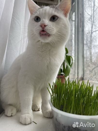 Отдам в добрые руки кота