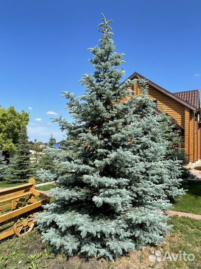 Ель (голубая)