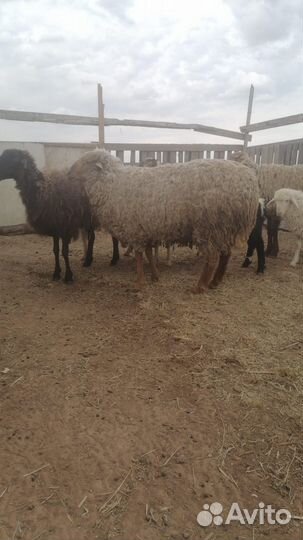 Овцы бараны