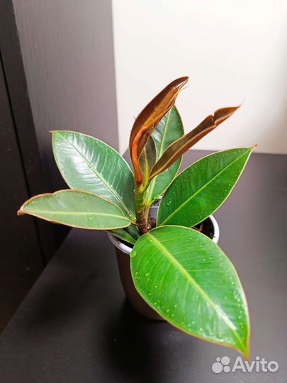Фикус эластика