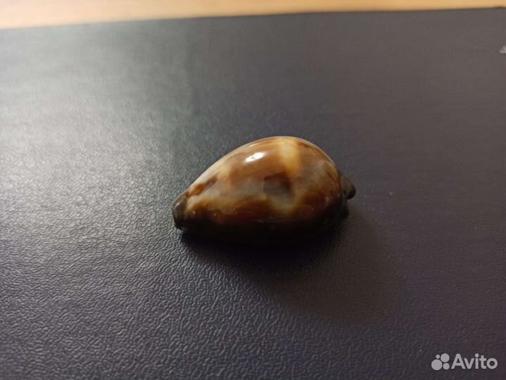 Морская раковина