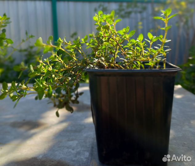 Тимьян лимоннопахнущий, иссоп