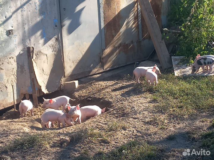 Продажа Свиней