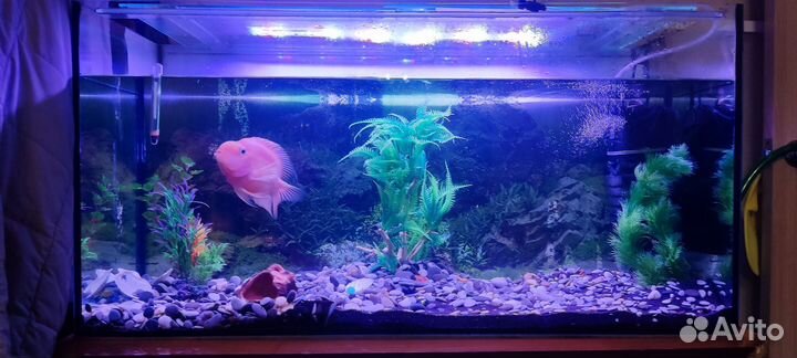 Аквариум