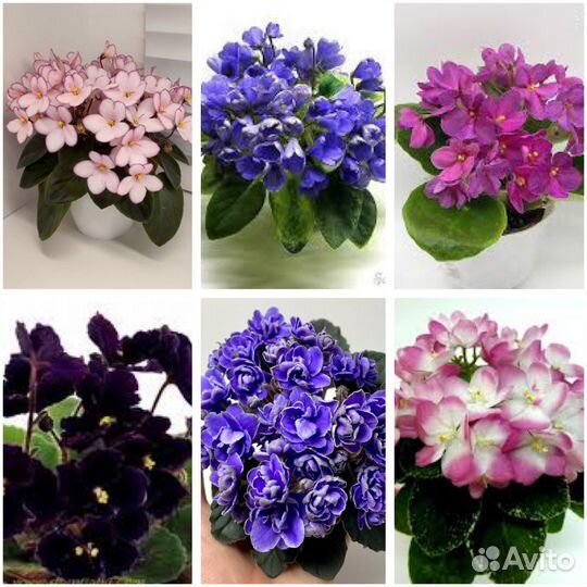 Фиалки набор