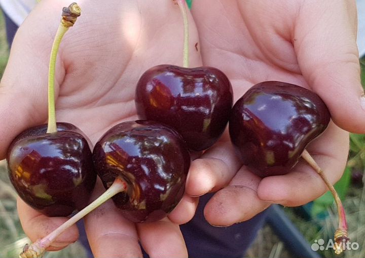 Саженцы Черешни 8 сортов 1 год окс доставка