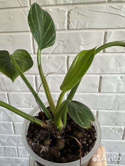 Филодендрон биркин детки