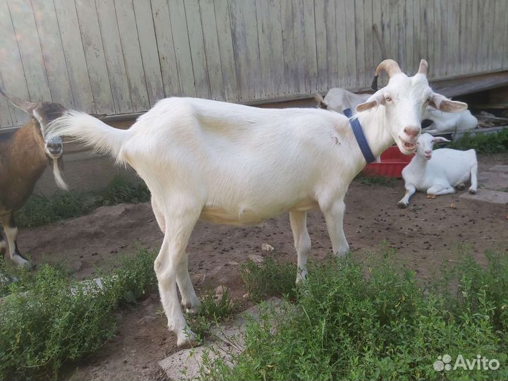 Козы, козлики икозочки на племя