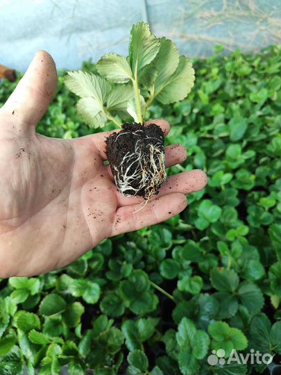 Рассада клубники