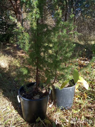 Можжевельник обыкновенный