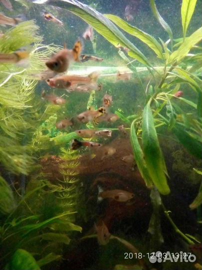 Продам Гупёшек