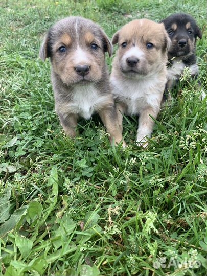 Щенки