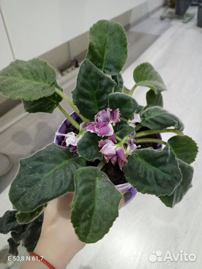 Фиалка в горшках