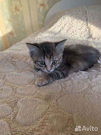 Отдам котенка в добрые руки девочка 2 месяца