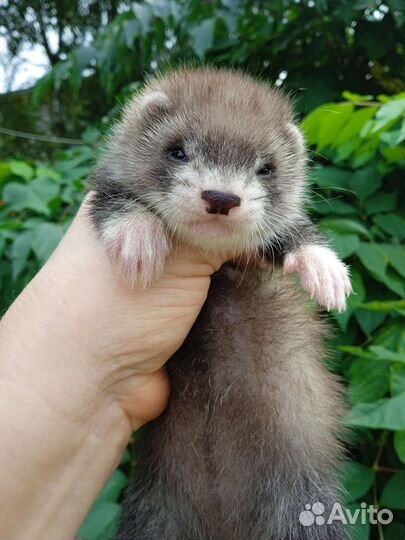 Хорьки из питомника Fomina