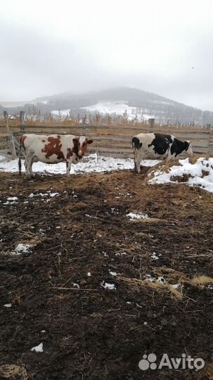 Продам коров