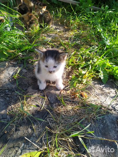 Котята в добрые руки