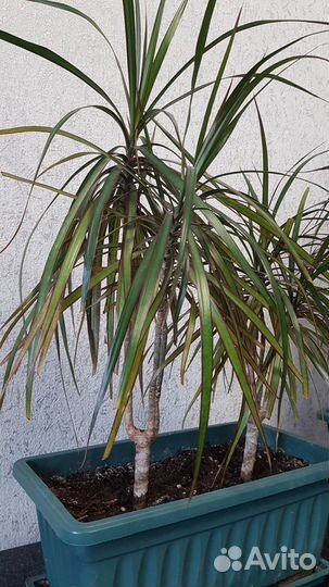 Драцена маргината