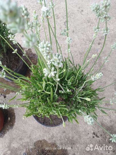 Лаванда Пестролистная,белая,розовая