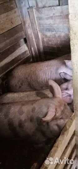 Свиноматки на племя