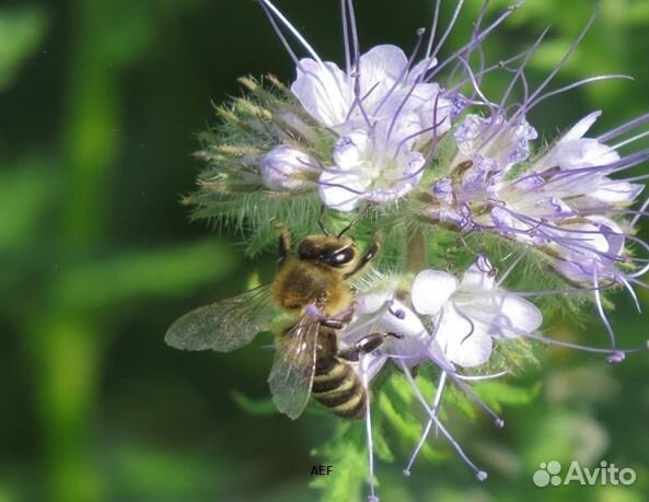 Мед 2024 года Алтайский оптом