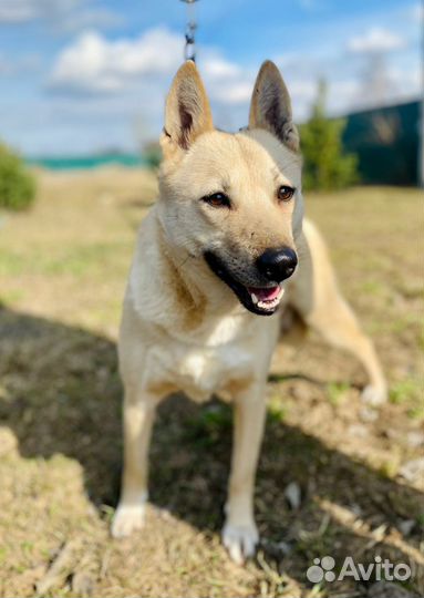 Собака в дар