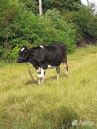 Бычки и телки