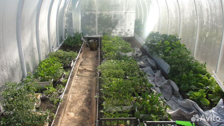 Продается рассада