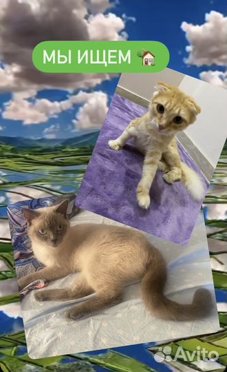 Кошки в добрые руки