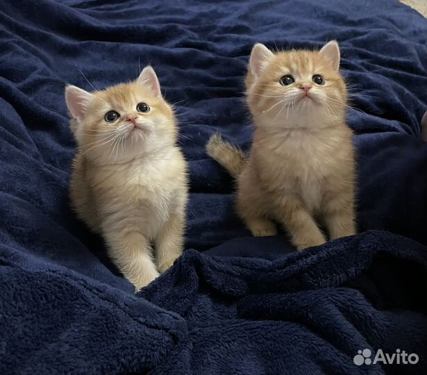 Британская золотая шиншилла котята