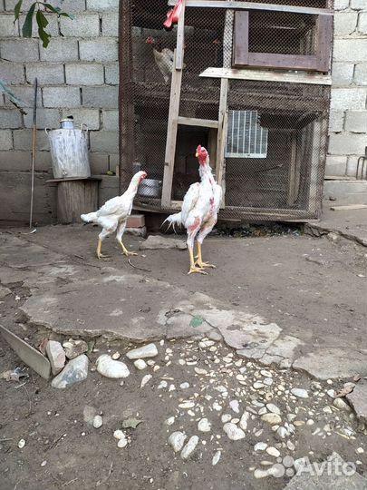 Питушки куры