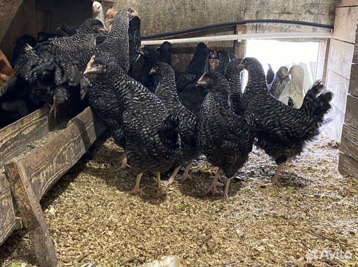 Куры молодки