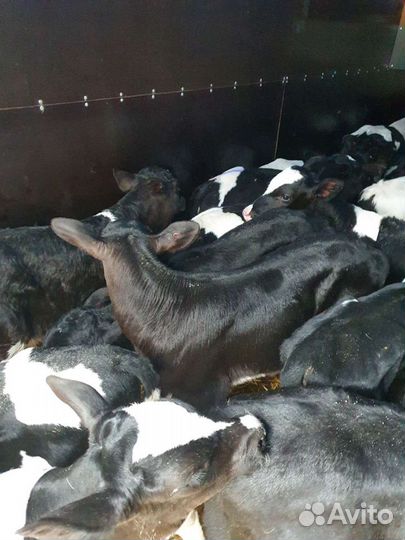 Бычки телята