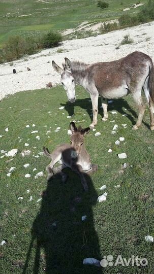 Ишак с ослёнком