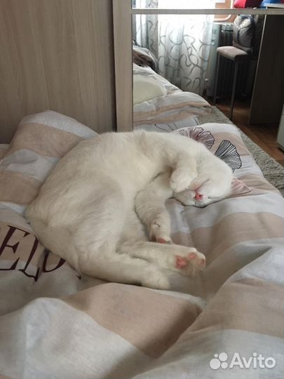 Кошечка молодая