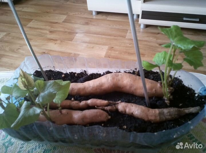 Рассада сладкий картофель Батат