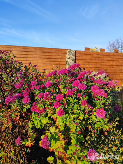 Хризантема дубок